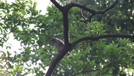 Ein-Grauer-Starvogel,-Der-Auf-Einem-Ast-In-Tokio,-Japan,-Hockt