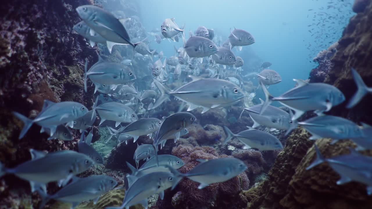 School of Fish Swimming Among Vibrant Coral Reefs