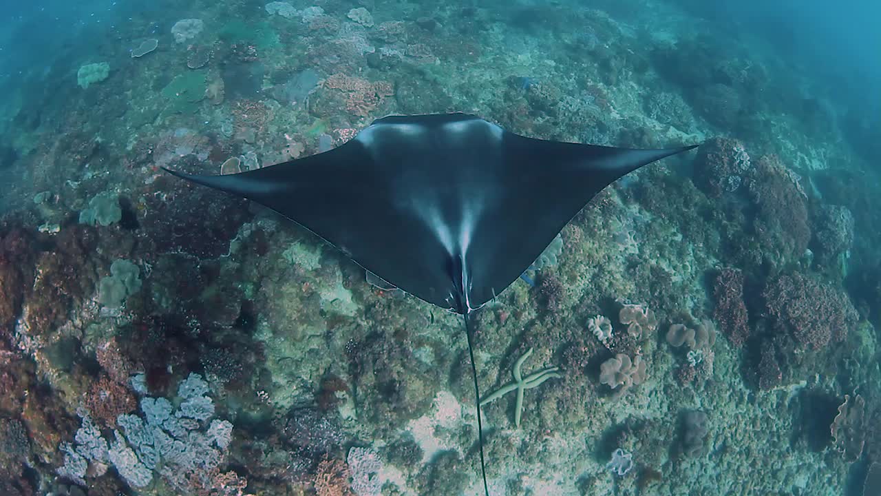 Una majestuosa manta raya deslizándose sobre un arrecife de coral