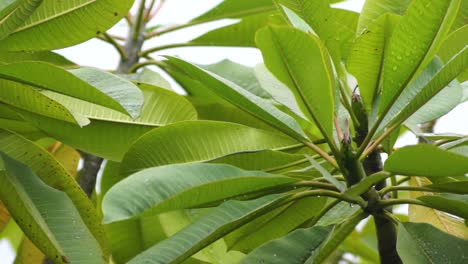 El-Agua-De-Lluvia-Cae-Sobre-Las-Hojas-Verdes-Al-Final-Del-árbol