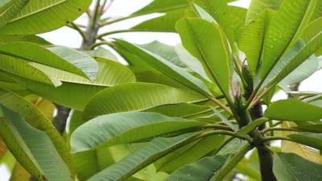 el agua de lluvia cae sobre las hojas verdes al final del árbol