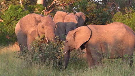 Elefanten-Ernähren-Sich-Von-Gras-Und-Schlagen-Mit-Den-Ohren,-Um-Sich-Im-Abendsonnenlicht-Abzukühlen