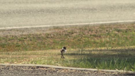 Baby-Chick-Masked-Lapwing-Plover-Walking-On-Grass-Next-To-Road