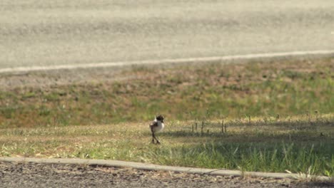 baby chick masked lapwing plover walking on grass next to road