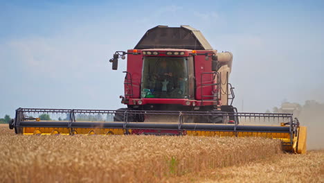red combine harvester coming closer while picking crops. huge machine working in the ripe field. two men driving harvester.