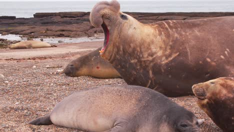 el elefante foca macho llamando y moviéndose galumpando hacia una hembra con un cachorro muy joven