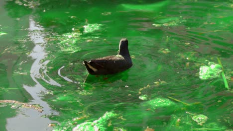 close-up-shot-of-Dusky-Moorhen,-Gallinula-tenebrosa-finding-and-feeding-food-on-grass-near-lake