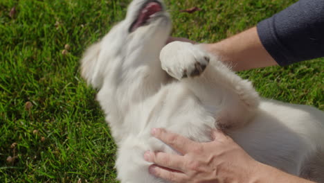 the owner plays with a mischievous golden retriever puppy, who lies on the grass and gets confused to bite the man's hands