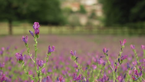 La-Flor-De-La-Maldición-De-Paterson-Gira-Con-La-Brisa-Primaveral-En-Medio-De-La-Pradera