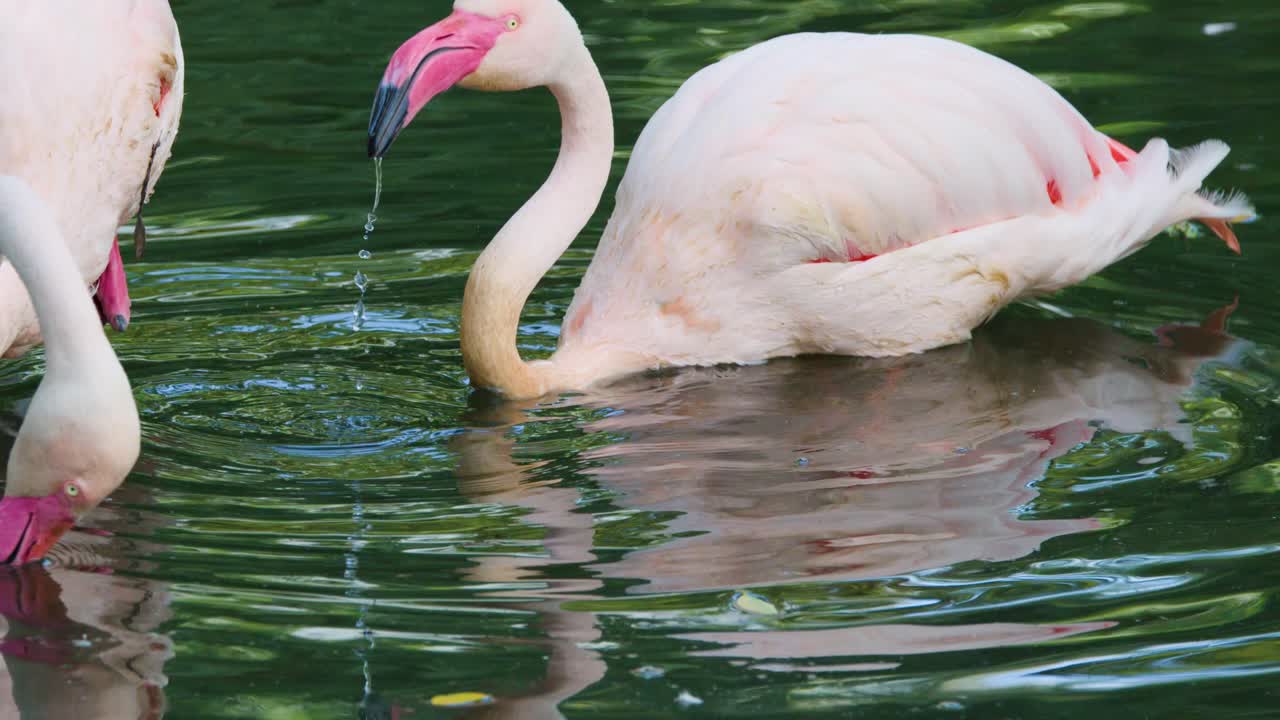 Greater flamingos dip curved necks to feed in reflective, green wetland water under natural daylight