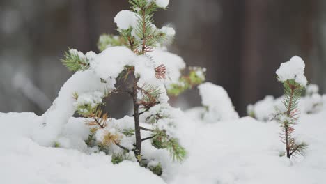 pine tree saplings are covered with fresh snow in the norwegian forest, standing out against the wintry landscape