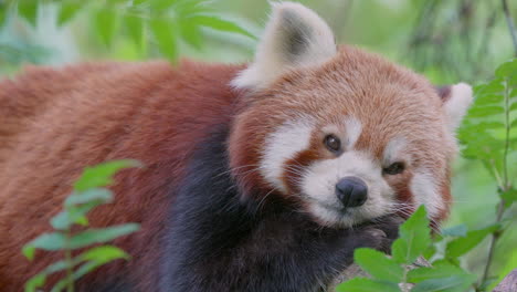 cute red panda resting between green plants in nature and looking at camera,close up