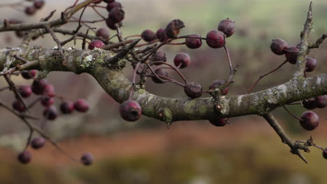 Weißdornzweig-Mit-Im-Wind-Wehenden-Beeren-Mit-Moorhintergrund-Bei-Windigen-Bedingungen