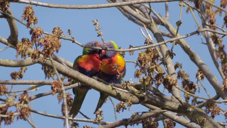 Regenbogen-Lorikeets-Putzen-Sich-Gegenseitig-Und-Putzen-Sich-Auf-Einem-Ast