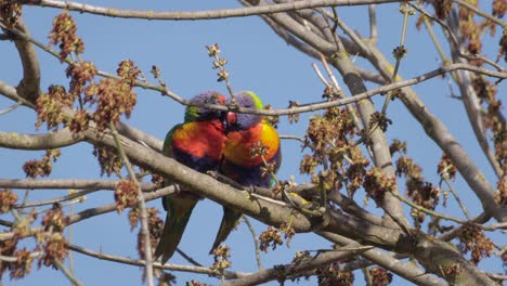 lorikeets arco iris aseándose limpiándose unos a otros sentados en la rama del árbol