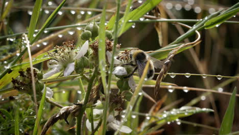 bee flying onto flower in meadow among water droplets
