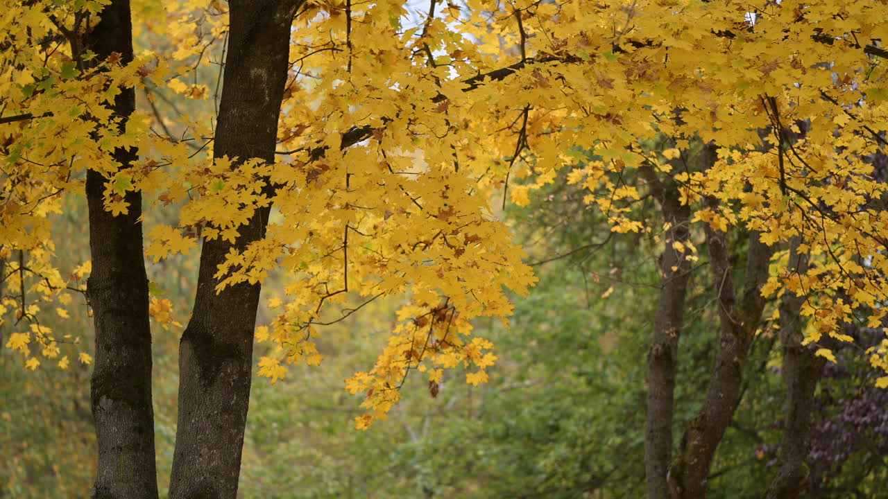 Golden autumn maple leaves in forest