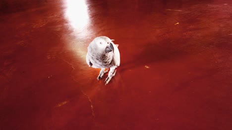 a parrot walks on the floor of this ostrich farm in willemstad, curacao