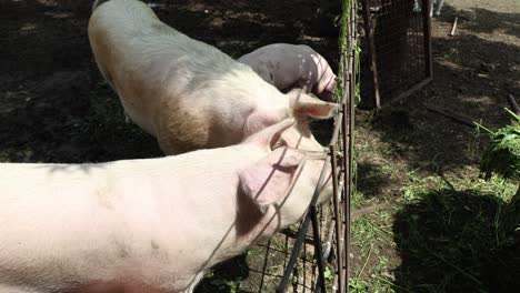 the life of pigs in a piggery on a farm