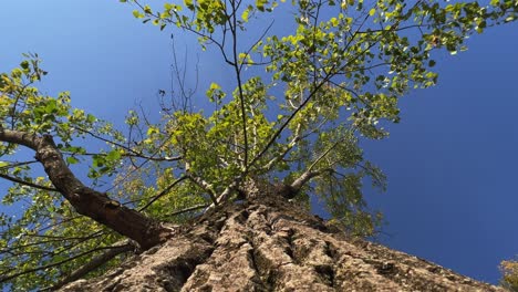 mirando hacia arriba la corona del árbol y las ramas vistas desde el tronco