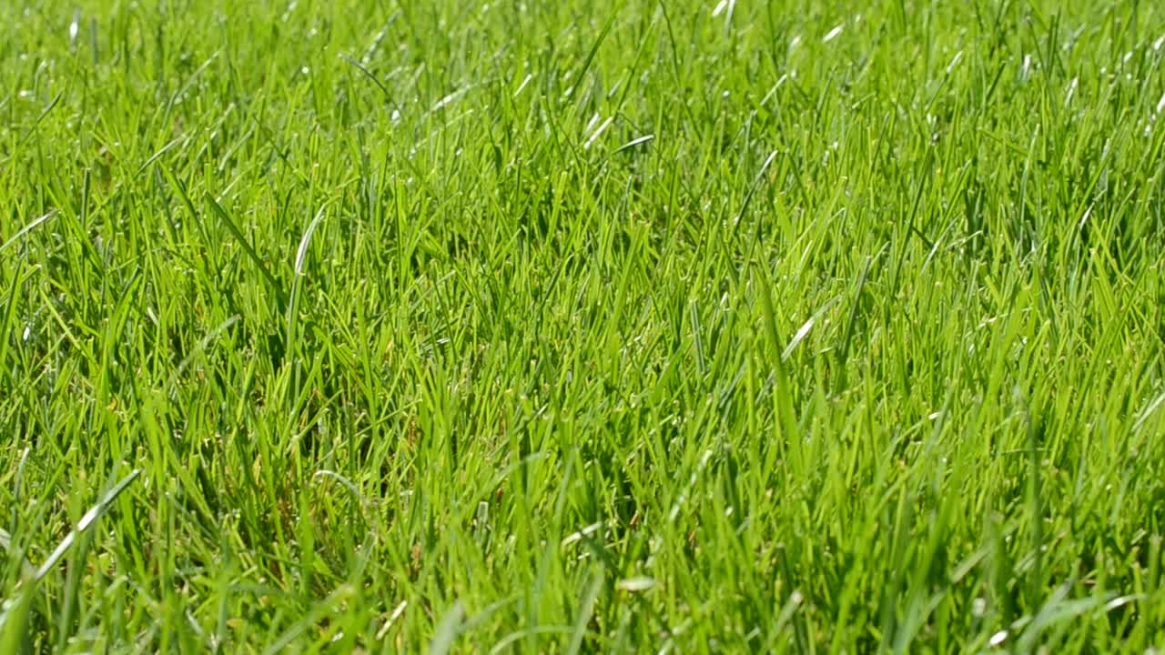 L'erba fresca con le gocce di rugiada si chiude su