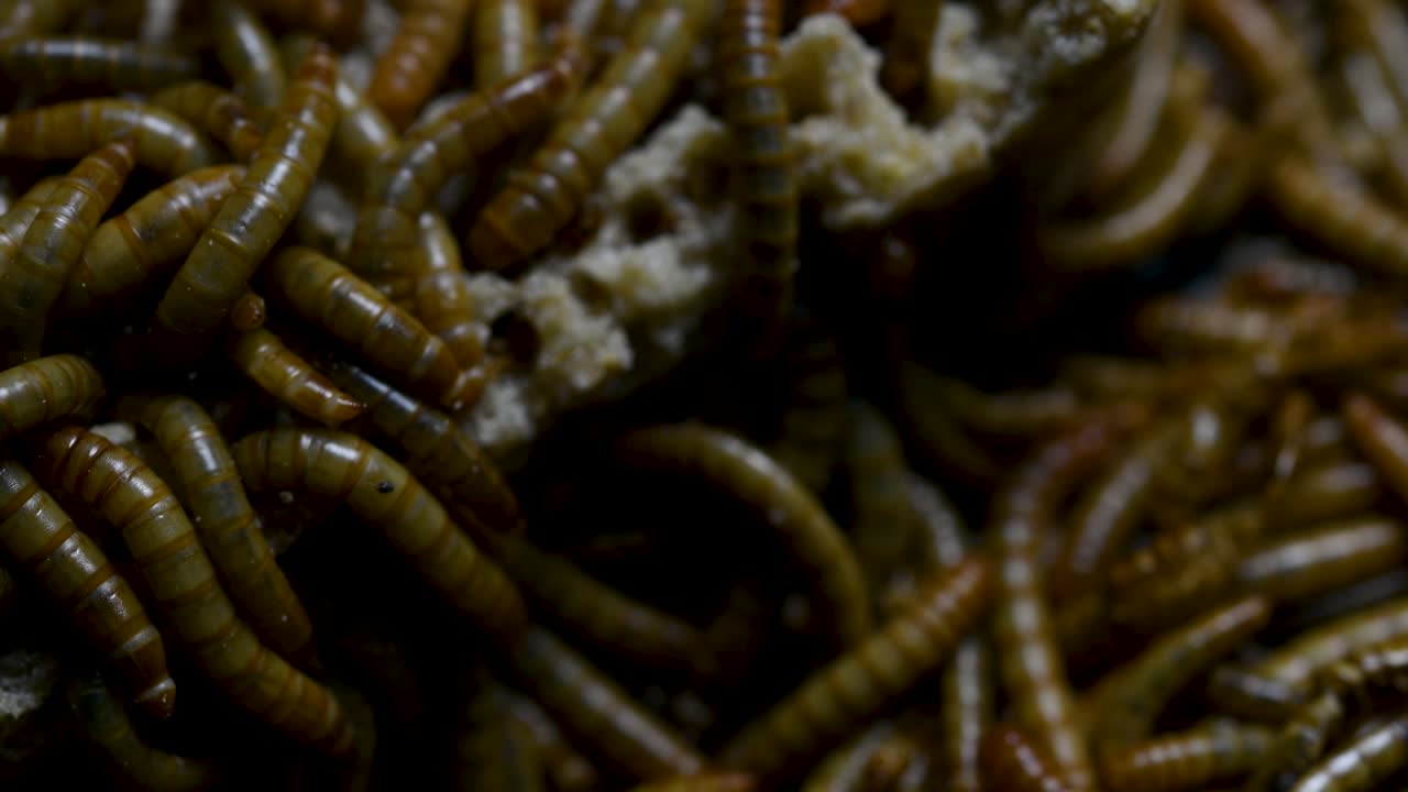 O Tenebrio é uma espécie de besouro Tenebrionidae usado para alimentar animais de estimação como peixes, cobras, pássaros e sapos.
