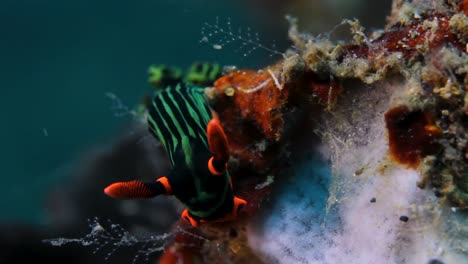 a beautiful coloured nudibranch sea slug moving about in the ocean current while searching for food