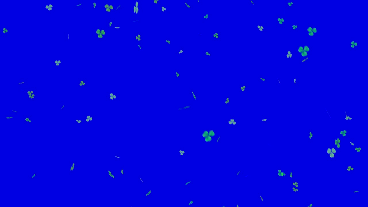 푸른 스크린에 떨어지는 초록색 클로버 잎