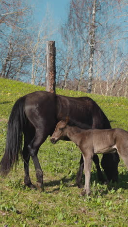 hungry baby sucks mare milk during herd grazing on fresh field with mesh fence slow motion. horses with small funny colts eat on animal ranch territory