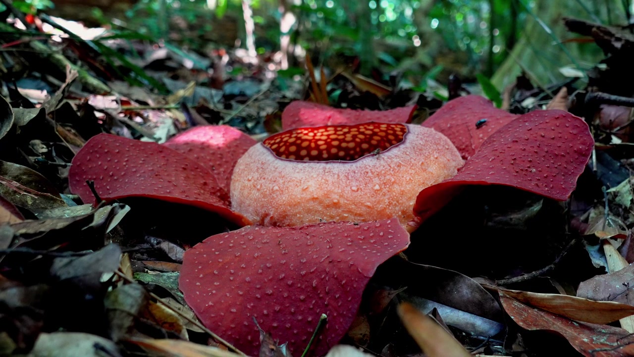 Rekaman genggam gerak lambat 4K bunga Rafflesia kerrii segar di dekat jalur gunung di hutan hujan Taman Nasional Khao Sok, Surat Thani, Thailand.