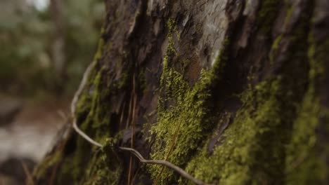 a moss-covered tree. the damp ground and scattered leaves create a serene, untouched wilderness scene perfect for adventure, exploration, and eco-travel themes