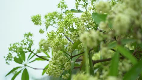 Chatim-Blume-Diese-Blume-Blüht-Im-Herbst-Und-Erfüllt-Die-Umgebung-Mit-Ihrem-Duft