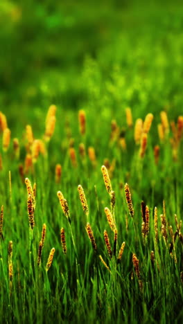 primer plano de hojas de hierba verde en un campo