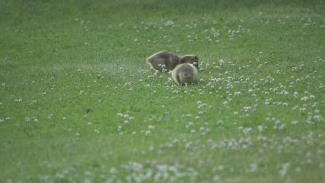 two adorable baby canadian geese goslings feeding on green grass