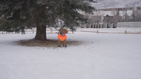 perro pitbull en chaqueta de invierno y botas de pie bajo un árbol y corriendo en la nieve en un día frío