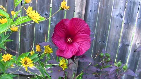 seis segundos de toma estática de hibiscos híbridos que soplan suavemente con la brisa, seguidos de un acercamiento lento hacia el centro con los últimos 2 segundos desvaneciéndose en &quot;fuera de foco&quot;
