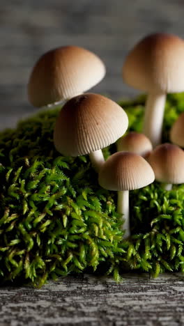 small mushrooms on moss