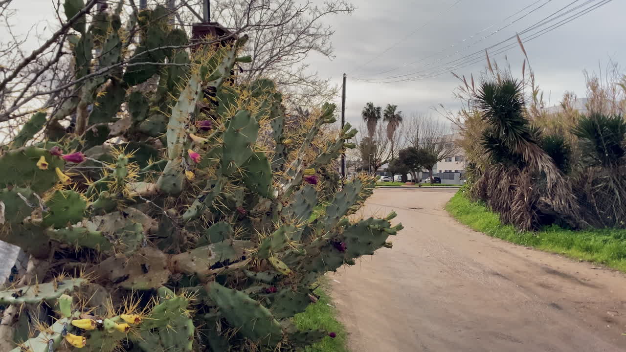 Figenkaktus, der vokser langs en landlig sti i Sanlúcar de Barrameda, Spanien, under en overskyet himmel.