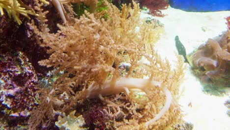 detail of corals and mathias a large aquarium in singapore