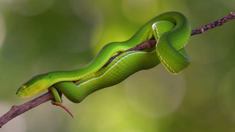 The White-lipped Pit Viper is a venomous pit viper endemic to Southeast Asia and is often found during the night waiting on a branch or limb of a tree near a body of water with plenty of food items