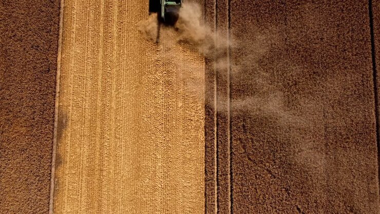Harvest time, farmers on the field harvesting whit using combain - Harvester -tractors and trailers