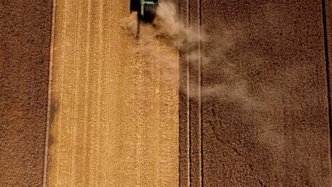 Tiempo-De-Cosecha,-Agricultores-En-El-Campo-Cosechando-Con-Combain---Cosechadora--tractores-Y-Remolques