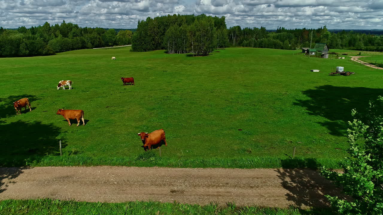 Toma aérea en retroceso de un rebaño de vacas pastando en un pastizal verde durante un día nublado en una zona rural