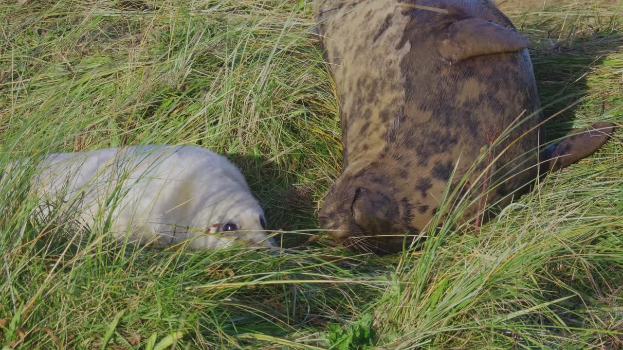 대서양 회색 해파리의 번식기,  ⁇  털을 가진 신생아 새끼, 엄마들이 따뜻한 11 월 저녁 태양에서 양육하고 유대감을 형성합니다.