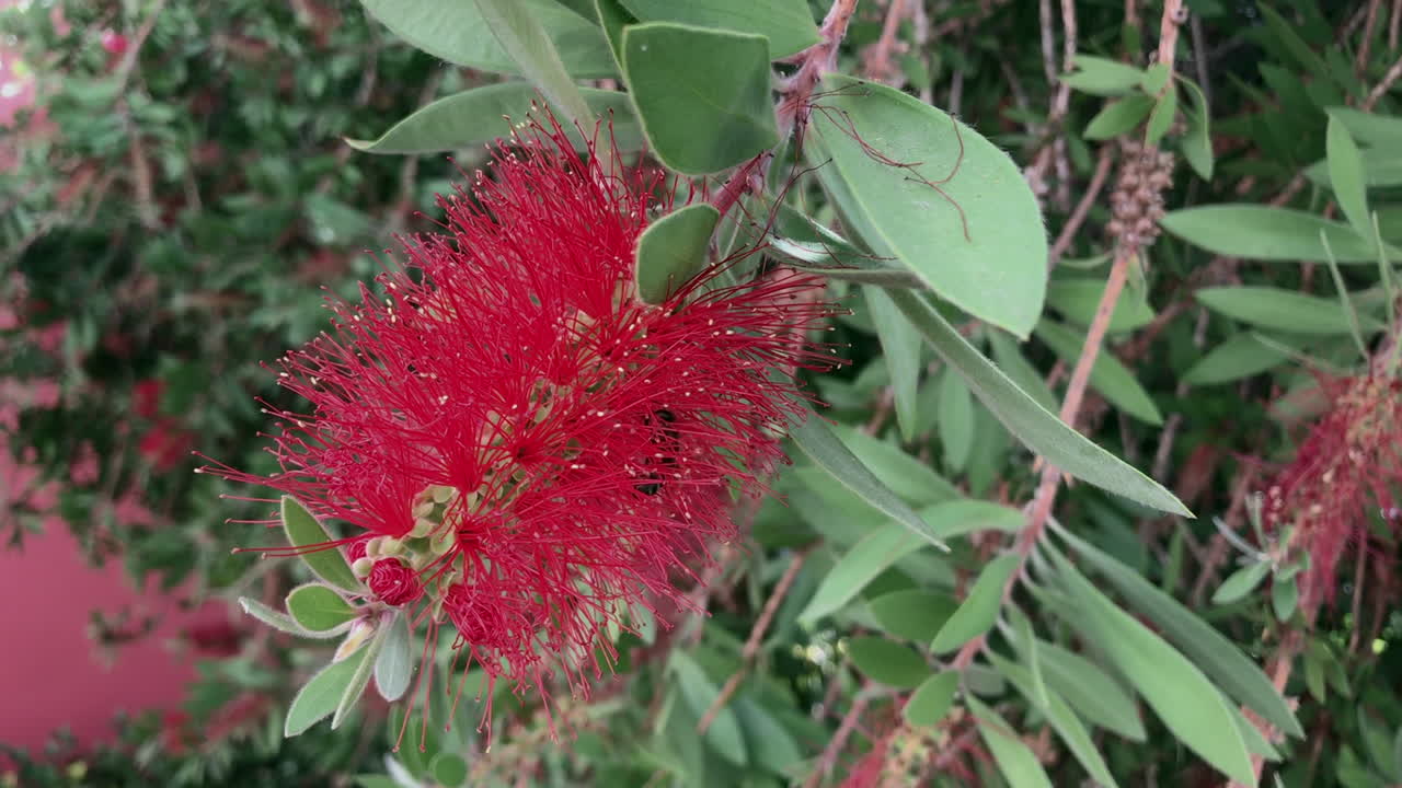 꿀벌은 빨간 꽃에 재생