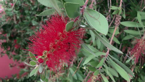 las abejas juegan en una flor roja