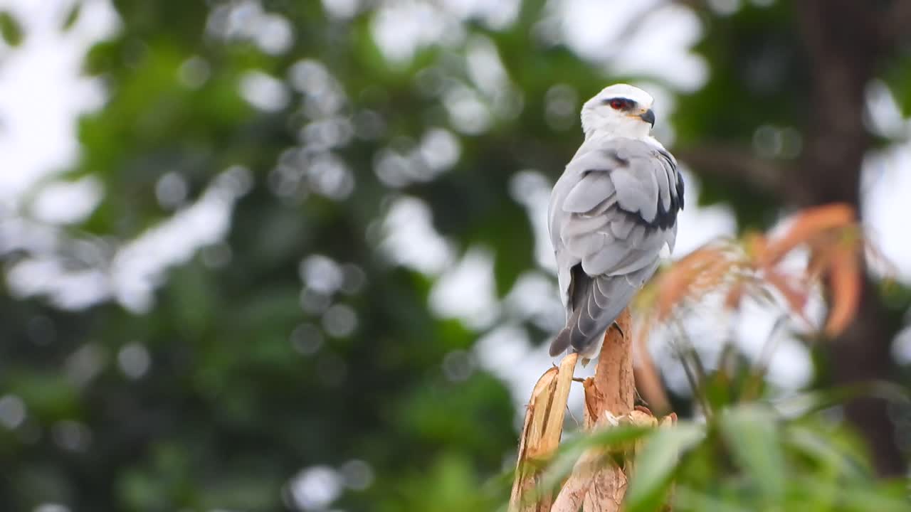 나무에서 휴식을 취하는 검은 날개 연
