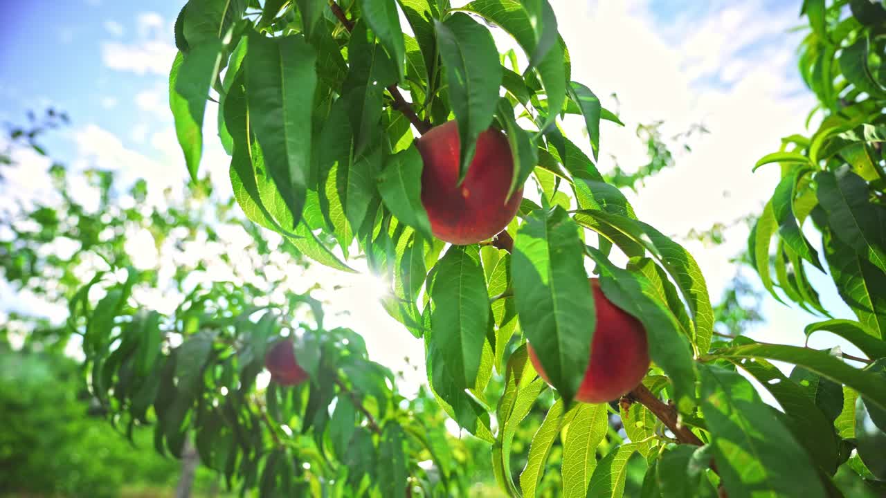 Big juicy peaches on the tree. Fabulous orchard. Fruits ripen in the sun