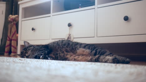 gato durmiendo en el suelo