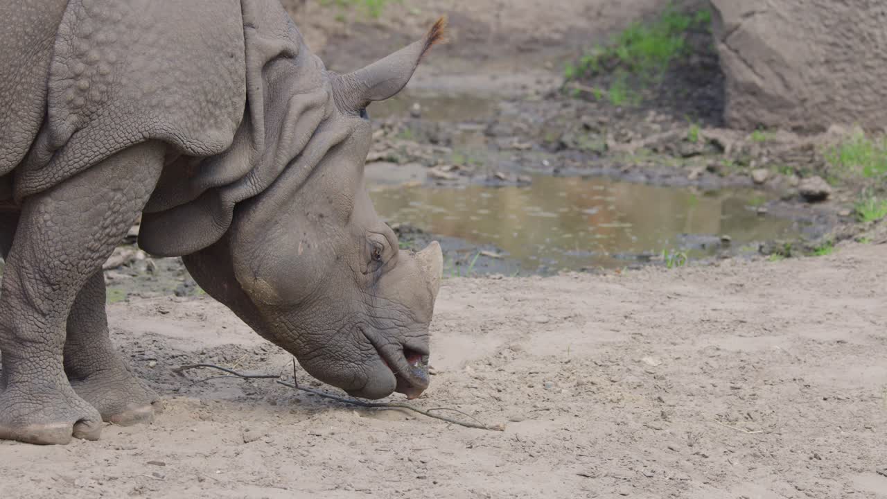 Greater one-horned rhinoceros grazing on sandy ground in a naturalistic zoo enclosure, side view